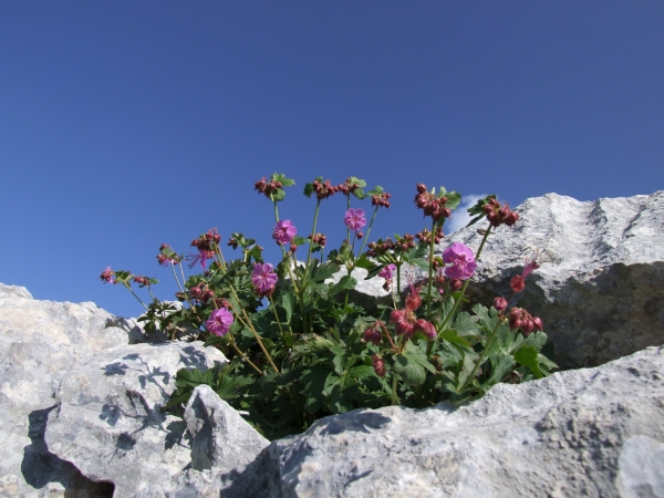 Fioriture in quota